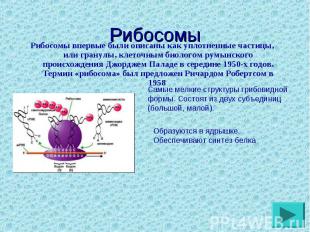 Рибосомы впервые были описаны как уплотненные частицы, или гранулы, клеточным би