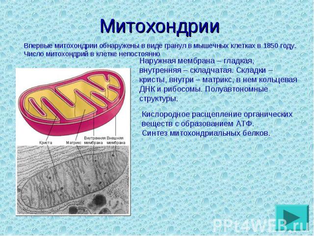 Впервые митохондрии обнаружены в виде гранул в мышечных клетках в 1850 году. Число митохондрий в клетке непостоянно Впервые митохондрии обнаружены в виде гранул в мышечных клетках в 1850 году. Число митохондрий в клетке непостоянно