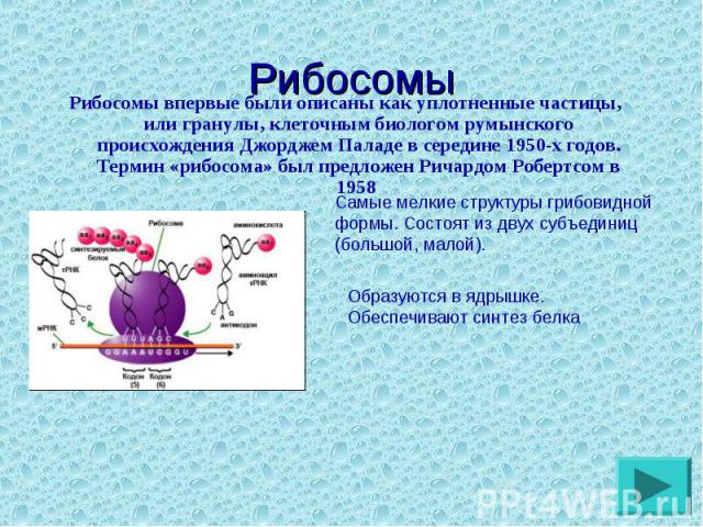Рибосомы впервые были описаны как уплотненные частицы, или гранулы, клеточным биологом румынского происхождения Джорджем Паладе в середине 1950-х годов. Термин «рибосома» был предложен Ричардом Робертсом в 1958 Рибосомы впервые были описаны как упло…
