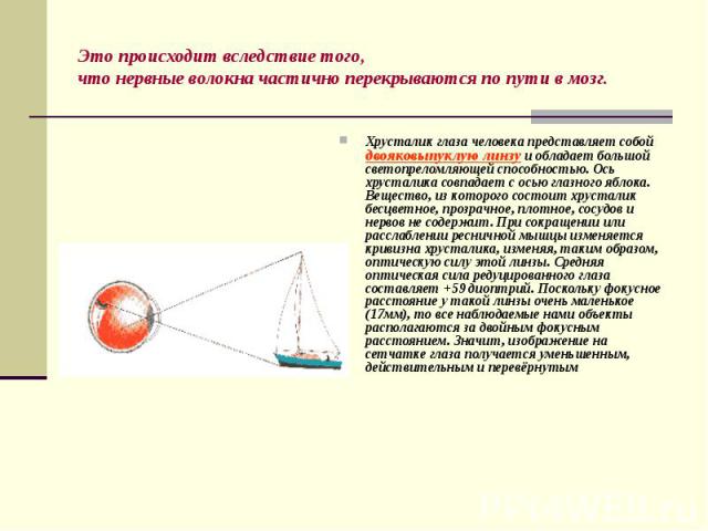 Хрусталик глаза человека представляет собой двояковыпуклую линзу и обладает большой светопреломляющей способностью. Ось хрусталика совпадает с осью глазного яблока. Вещество, из которого состоит хрусталик бесцветное, прозрачное, плотное, сосудов и н…