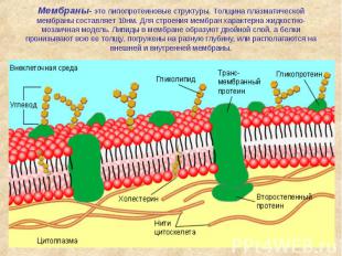 Мембраны- это липопротеиновые структуры. Толщина плазматической мембраны составл