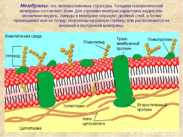 Мембраны- это липопротеиновые структуры. Толщина плазматической мембраны составляет 10нм. Для строения мембран характерна жидкостно-мозаичная модель. Липиды в мембране образуют двойной слой, а белки пронизывают всю ее толщу, погружены на разную глуб…