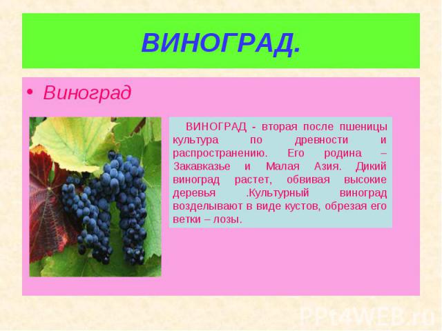 Виноград Виноград