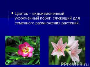 Цветок&nbsp;– видоизмененный укороченный побег, служащий для семенного размножен