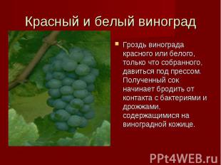 Гроздь винограда красного или белого, только что собранного, давиться под прессо