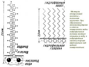Молекула стеариновой кислоты – типичная «русалка». При образовании мономолекуляр