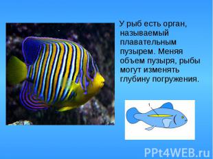 У рыб есть орган, называемый плавательным пузырем. Меняя объем пузыря, рыбы могу