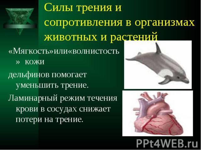 «Мягкость»или«волнистость» кожи «Мягкость»или«волнистость» кожи дельфинов помогает уменьшить трение. Ламинарный режим течения крови в сосудах снижает потери на трение.