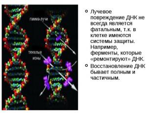 Лучевое повреждение ДНК не всегда является фатальным, т.к. в клетке имеются сист