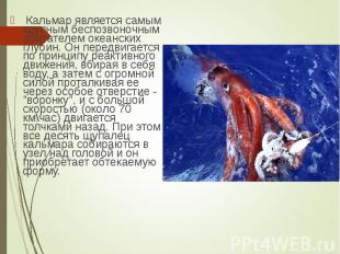 Кальмар является самым крупным беспозвоночным обитателем океанских глубин. Он пе