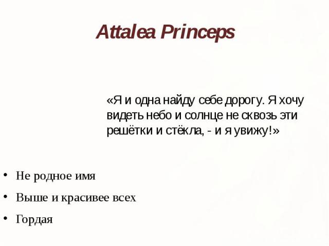 Attalea Princeps Не родное имя Выше и красивее всех Гордая