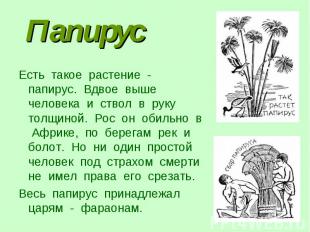 Есть такое растение - папирус. Вдвое выше человека и ствол в руку толщиной. Рос