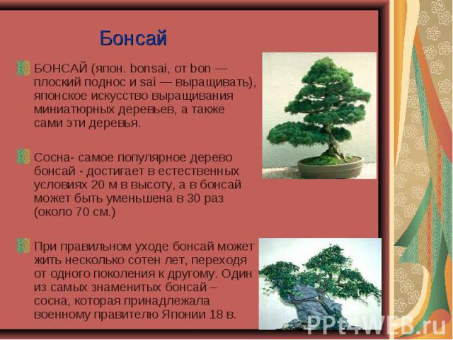 БОНСАЙ (япон. bonsai, от bon — плоский поднос и sai — выращивать), японское искусство выращивания миниатюрных деревьев, а также сами эти деревья. БОНСАЙ (япон. bonsai, от bon — плоский поднос и sai — выращивать), японское искусство выращивания миниа…
