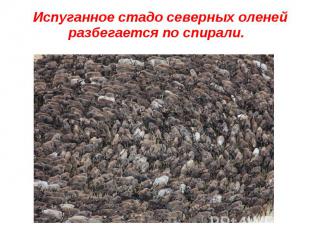 Испуганное стадо северных оленей разбегается по спирали. Испуганное стадо северн