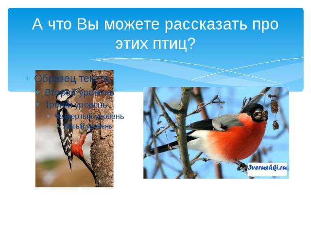 А что Вы можете рассказать про этих птиц?