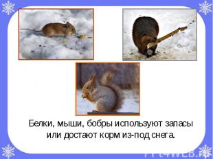 Белки, мыши, бобры используют запасы или достают корм из-под снега. Белки, мыши,