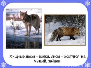 Хищные звери – волки, лисы – охотятся на мышей, зайцев. Хищные звери – волки, ли