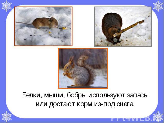 Белки, мыши, бобры используют запасы или достают корм из-под снега. Белки, мыши, бобры используют запасы или достают корм из-под снега.