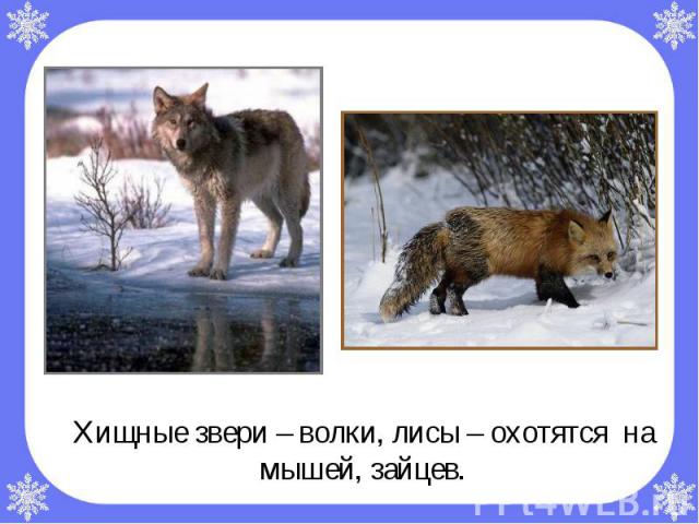 Хищные звери – волки, лисы – охотятся на мышей, зайцев. Хищные звери – волки, лисы – охотятся на мышей, зайцев.