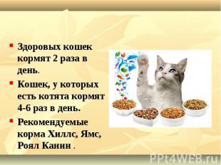 Здоровых кошек кормят 2 раза в день. Здоровых кошек кормят 2 раза в день. Кошек,