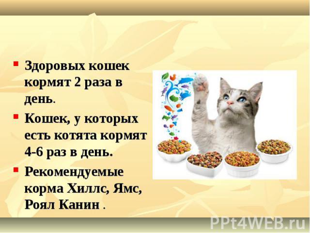 Здоровых кошек кормят 2 раза в день. Здоровых кошек кормят 2 раза в день. Кошек, у которых есть котята кормят 4-6 раз в день. Рекомендуемые коpма Хиллс, Ямс, Роял Канин .