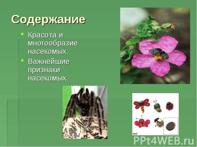 Красота и многообразие насекомых. Красота и многообразие насекомых. Важнейшие признаки насекомых.