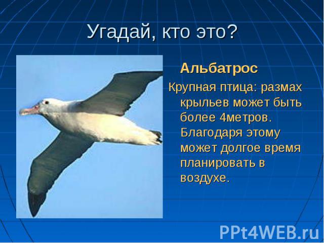 Пернатый с Пернатый с крыльями матрос и он же планер… (альбатрос)