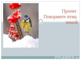 Проект Покормите птиц зимой
