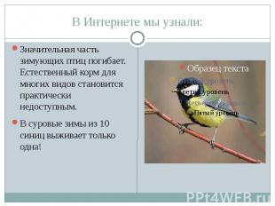 В Интернете мы узнали: Значительная часть зимующих птиц погибает. Естественный к