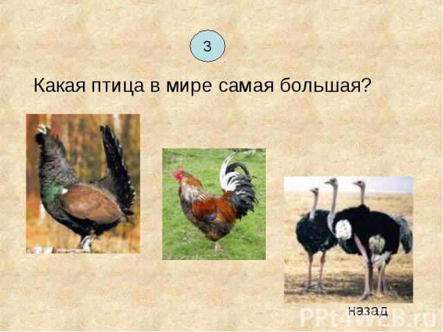 Какая птица в мире самая большая? Какая птица в мире самая большая?