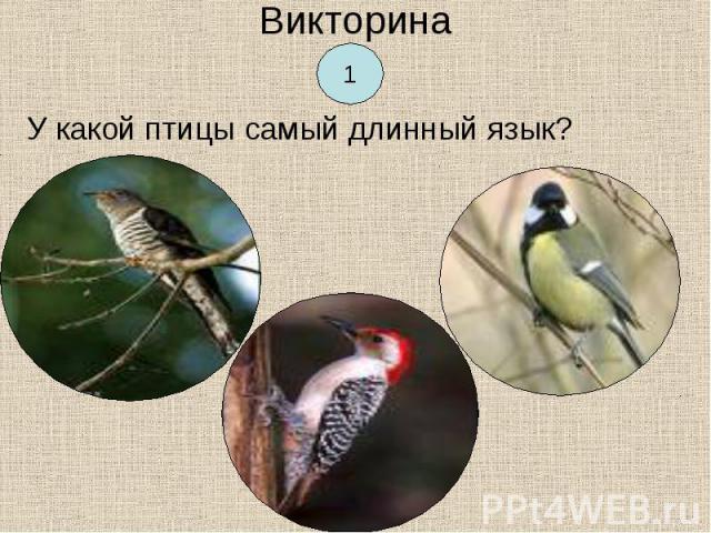 У какой птицы самый длинный язык? У какой птицы самый длинный язык?