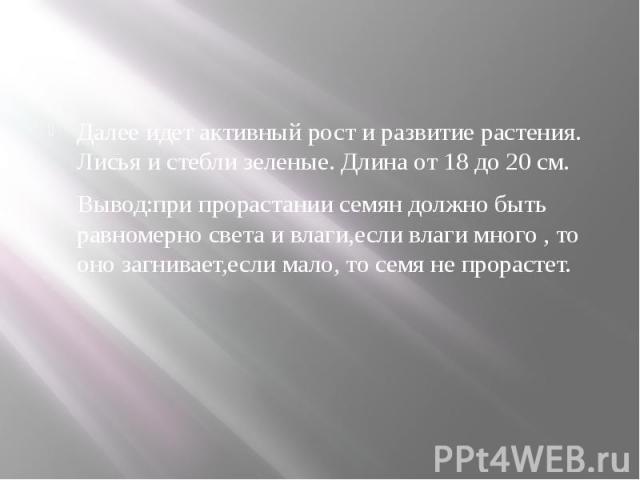 Далее идет активный рост и развитие растения. Лисья и стебли зеленые. Длина от 18 до 20 см. Вывод:при прорастании семян должно быть равномерно света и влаги,если влаги много , то оно загнивает,если мало, то семя не прорастет.