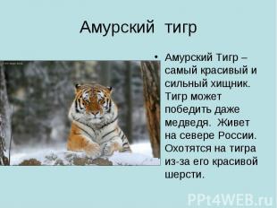 Амурский Тигр – самый красивый и сильный хищник. Тигр может победить даже медвед