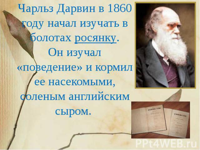 Чарльз Дарвин в 1860 году начал изучать в болотах росянку. Он изучал «поведение» и кормил ее насекомыми, соленым английским сыром.