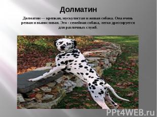 Долматин Долматин — крепкая, мускулистая и живая собака. Она очень резвая и выно