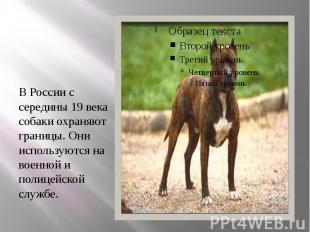 В России с середины 19 века собаки охраняют границы. Они используются на военной