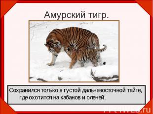 Сохранился только в густой дальневосточной тайге, где охотится на кабанов и олен