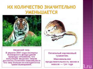 Амурский тигр. Амурский тигр. В апреле 2007 года эксперты Всемирного фонда дикой