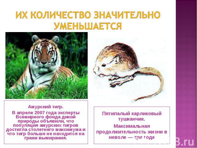 Амурский тигр. Амурский тигр. В апреле 2007 года эксперты Всемирного фонда дикой природы объявили, что популяция амурских тигров достигла столетнего максимума и что тигр больше не находится на грани вымирания.