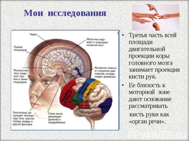 Третья часть всей площади двигательной проекции коры головного мозга занимает проекция кисти рук. Третья часть всей площади двигательной проекции коры головного мозга занимает проекция кисти рук. Ее близость к моторной зоне дают основание рассматрив…