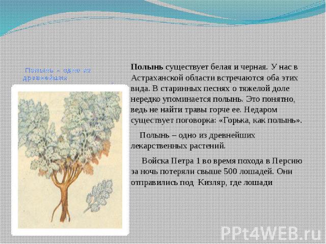 Полынь – одно из древнейших лекарственных растений Полынь существует белая и черная. У нас в Астраханской области встречаются оба этих вида. В старинных песнях о тяжелой доле нередко упоминается полынь. Это понятно, ведь не найти травы горче ее. Нед…