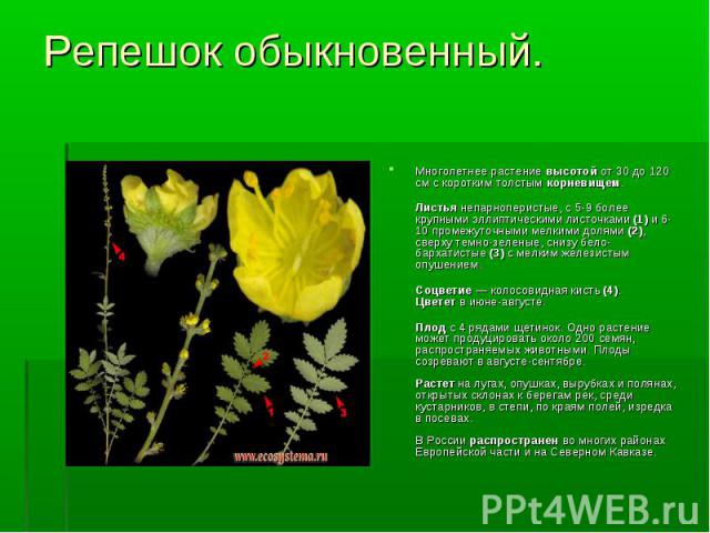     Многолетнее растение высотой от 30 до 120 см с коротким толстым корневищем. Листья непарноперистые, с 5-9 более крупными эллиптическими листочками (1) и 6-10 промежуточными мелкими долями (2), сверху темно-зеленые, снизу бело-бархатист…