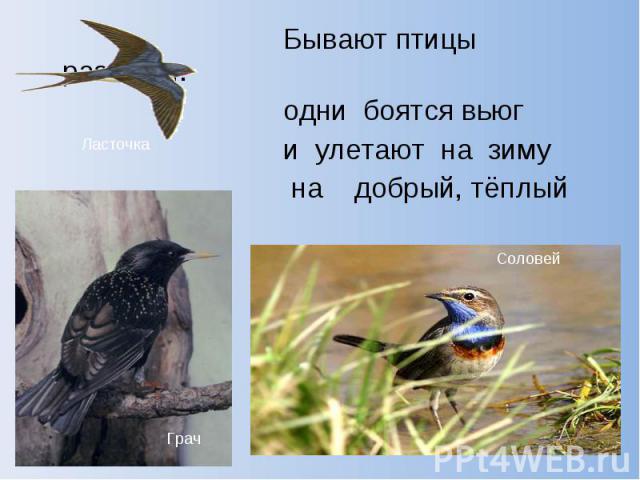 Бывают птицы разными: Бывают птицы разными: одни боятся вьюг и улетают на зиму на добрый, тёплый юг.