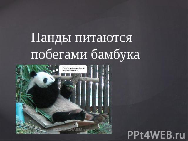 Панды питаются побегами бамбука