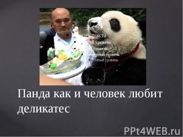 Панда как и человек любит деликатес