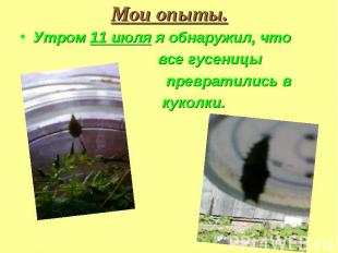Утром 11 июля я обнаружил, что Утром 11 июля я обнаружил, что все гусеницы превр