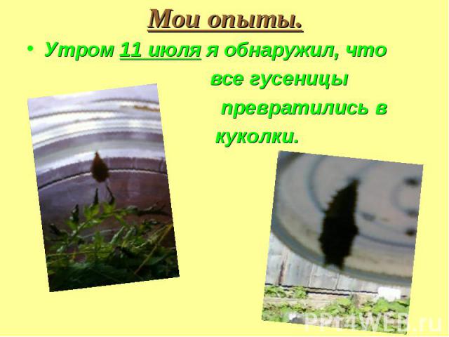 Утром 11 июля я обнаружил, что Утром 11 июля я обнаружил, что все гусеницы превратились в куколки.
