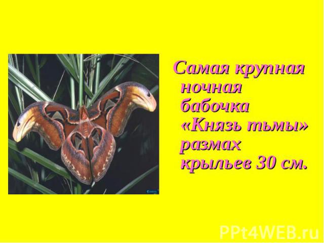 Самая крупная ночная бабочка «Князь тьмы» размах крыльев 30 см. Самая крупная ночная бабочка «Князь тьмы» размах крыльев 30 см.