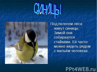 Под пологом леса живут синицы. Зимой они собираются стайками. Её часто можно вид