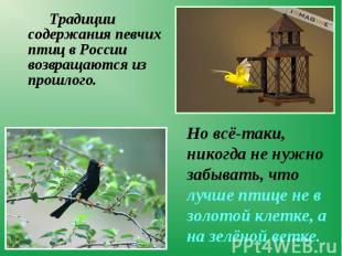 Традиции содержания певчих птиц в России возвращаются из прошлого. Традиции соде